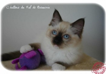 ragdoll : femelle seal point-mitted - 11 semaines - Chatterie Ragdolls du Val de Beauvoir